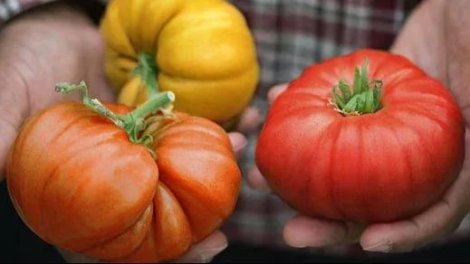 Hands presenting vibrant heirloom tomatoes—yellow, orange, and red—against a colorful plaid shirt, evoking local farm freshness.